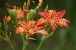 Leopard lilly