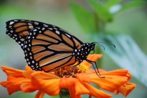 Monarch on orange zinnia