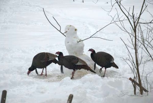 snowman and turkeys